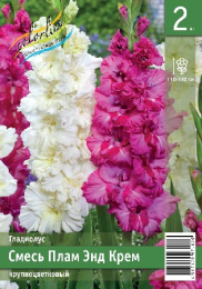 Гладиолус Смесь Плам Энд Крем 2шт. Эконом Colorline