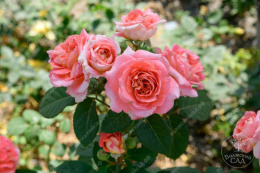 Роза шраб Мами Дитьер, розовый, h-80-100см, d-8-10см Волжский Сад ВС001-459