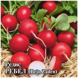 Редис Ребел 25г фермерский пакет Гавриш