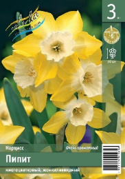 Нарцисс Пипит  3шт. Эконом Colorline