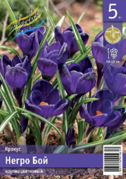 Крокус Негро Бой  5шт. Эконом Colorline