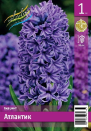 Гиацинт Атлантик 1шт. Эконом Colorline