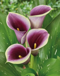 Калла Капитан Раноми 2шт. Colorline