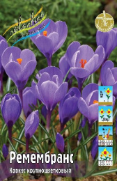 Крокус Ремембранс 10шт. Colorline