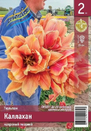 Тюльпан Каллахан  2шт. Эконом Colorline
