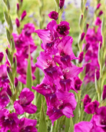 Гладиолус Мистик Маджента 8шт. Colorline