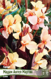 Канна Мадам Ангел Мартин коричневый лист 1шт. Colorline