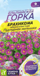 Брахикома Пурпурная малышка 0,05г цветной пакет Альпийская горка Семена Алтая