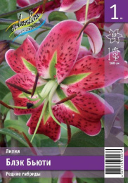Лилия Блэк Бьюти 12/14 1шт. Эконом (SP) Colorline
