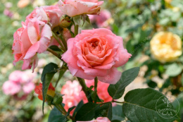 Роза шраб Мами Дитьер, розовый, h-80-100см, d-8-10см Волжский Сад ВС001-459