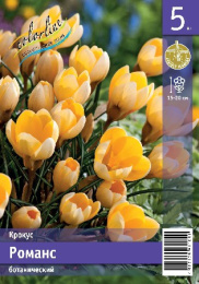 Крокус Романс  5шт. Эконом Colorline