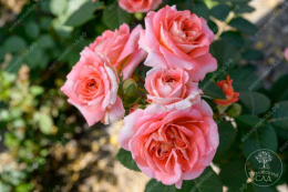 Роза шраб Мами Дитьер, розовый, h-80-100см, d-8-10см Волжский Сад ВС001-459