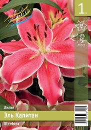 Лилия Эль Капитан 14/16 1шт. Эконом (OT) Colorline