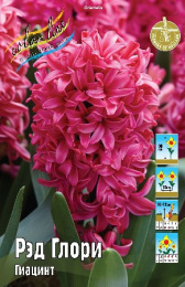 Гиацинт Рэд Глори 3шт. Colorline