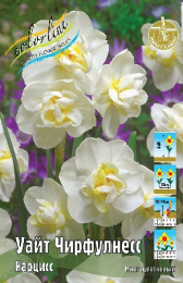 Нарцисс Уайт Чирфулнесс  5шт. Colorline