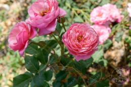 Роза шраб Мами Дитьер, розовый, h-80-100см, d-8-10см Волжский Сад ВС001-459