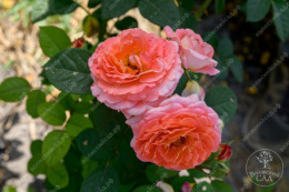 Роза шраб Мами Дитьер, розовый, h-80-100см, d-8-10см Волжский Сад ВС001-459