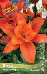 Лилия Кэдди 12/14 2шт. Эконом (LAD) Colorline