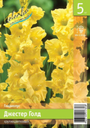 Гладиолус Джестер Голд  5шт.Экон Colorline