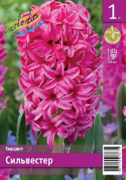 Гиацинт Сильвестер 1шт. Эконом Colorline