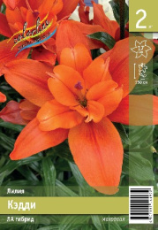 Лилия Кэдди 14/16 2шт. Эконом (LAD) Colorline