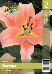 Лилия Зелмира 12/14 2шт. Эконом (OT) Colorline