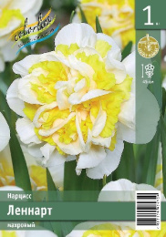 Нарцисс Леннарт  1шт. Эконом Colorline