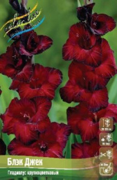 Гладиолус Блэк Джек 10/12 5шт. Эконом Colorline