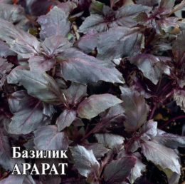 Базилик Арарат 10г фермерский пакет Гавриш