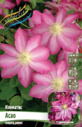 Клематис Асао 2шт. Colorline