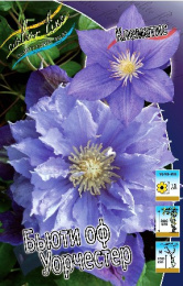 Клематис Бьюти оф Уорчестер 2шт. Colorline