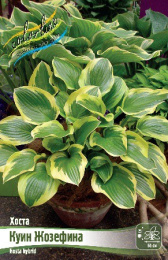 Хоста Куин Жозефина 1шт. Colorline