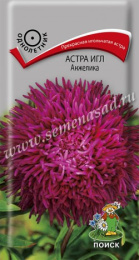 Астра Анжелика игольчатая 0,3г цветной пакет Поиск