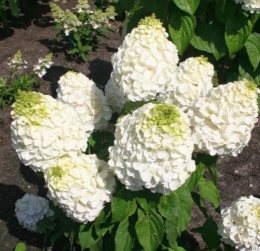 Гортензия метельчатая Мэджикал Мон Блан, P9, в цветной коробке Colorline