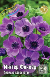 Анемона Мистер Фоккер  5шт. Эконом Colorline