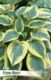 Хоста Отумн Фрост 1шт. Colorline