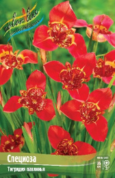 Тигридия Специоза  3шт. Эконом Colorline