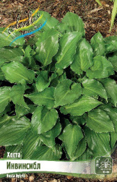Хоста Инвинсибл 1шт. Colorline