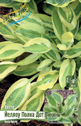 Хоста Йеллоу Полка Дот Бикини 1шт. Colorline