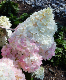 Гортензия метельчатая Мэджикал Андес, Р9, в цветной коробке Colorline