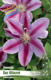 Клематис Биз Юбилей 2шт. Colorline