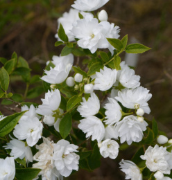 Чубушник Фрости Морн, P9, без упаковки Colorline