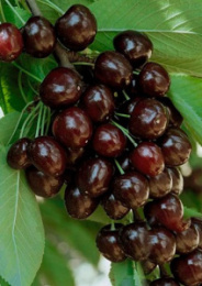 Черешня Мулатка Волжский Сад