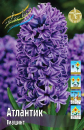 Гиацинт Атлантик 3шт. Colorline