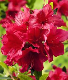 Азалия японская Арабеска, P9,5, без упаковки в контейнере Colorline