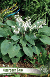 Хоста Фрагрант Блю 1шт. Colorline