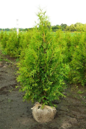 Туя западная Брабант, Р9 30-40, без упаковки в контейнере Colorline