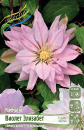 Клематис Виолет Элизабет 2шт. Colorline