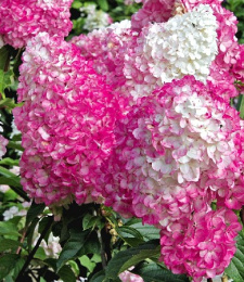 Гортензия метельчатая Ванилле Фрайз, Р9, в цветной коробке Colorline