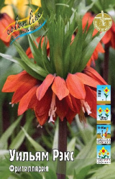 Фритиллярия Уильям Рэкс 1шт. Colorline